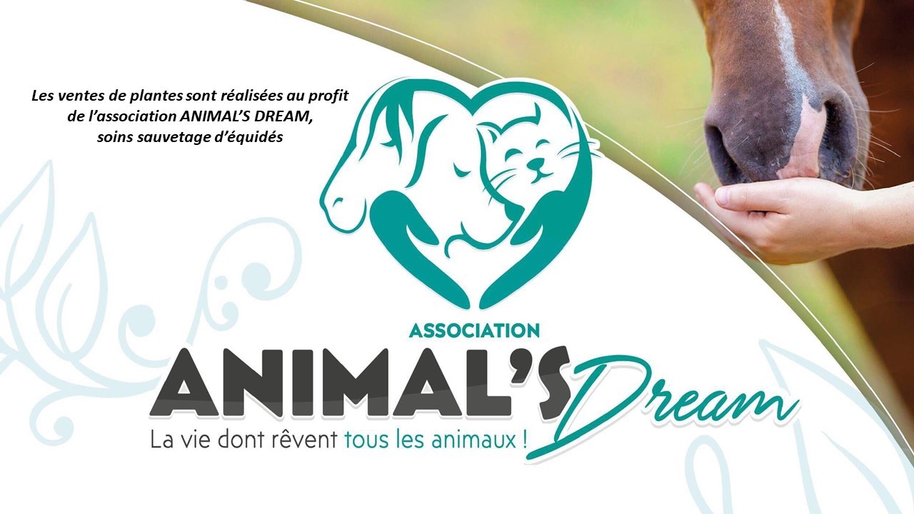 association Animal's Dream